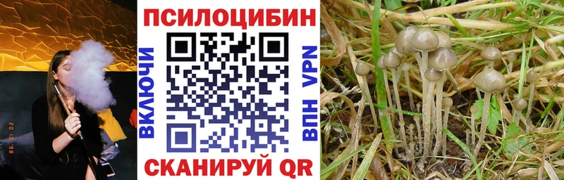 Псилоцибиновые грибы Psilocybe  купить   Сосенский 